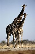 giraffe
