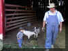 tom_jarod_n_goats.jpg (53769 bytes)