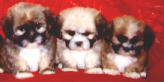 LHASA APSO PUPPIES
