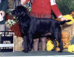 bdog.jpg (77081 bytes)