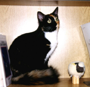 Me..ow, Welcome to Schuylkill Veterinary Hospital