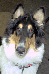 Woof..Woof (Translation-Our Favorite Pet Links)