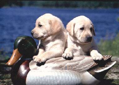 Lab puppies