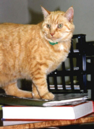 Me..ow, Welcome to Schuylkill Veterinary Hospital