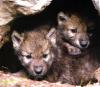 Wolf cubs