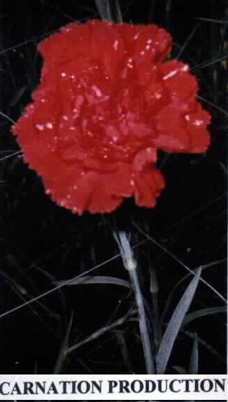 carnation