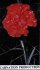 Carnation