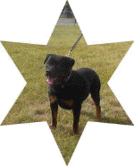 Hugostar1.gif (58001 bytes)