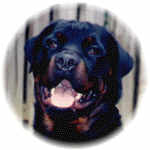 MARKI17.jpg (41344 bytes)