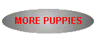 MORE PUPPIES