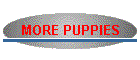 MORE PUPPIES