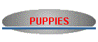 PUPPIES