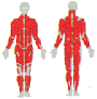 Affected Muscle Group