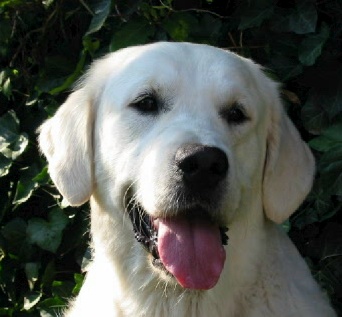 Jasper, 17 months old.