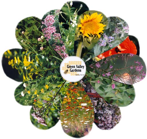 flw.jpg (73659 bytes)