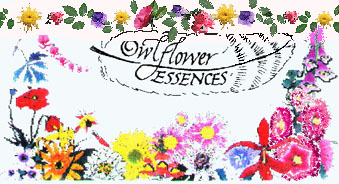 logo.jpg (47835 bytes)