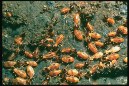 Termites