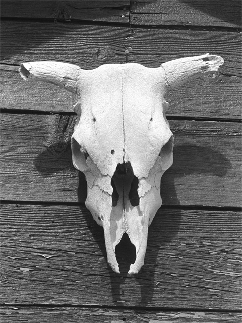  Ain't I smart and good looking