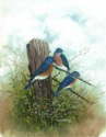 Bluebirds on Fence - BD-BOF