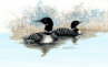 Loons - BD-LOON 