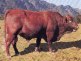 Stud cattle