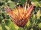 Proteas