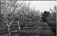 orchardA.jpg (15778 bytes)