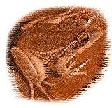 Reptiles/Amphibia - CLICK!