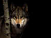 awolf1024.jpg (143271 bytes)