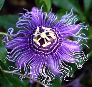 (Passiflora x 'Incense')