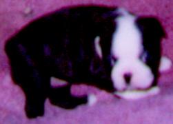 4 WEEK OLD BOSTON TERRIER FEMALE