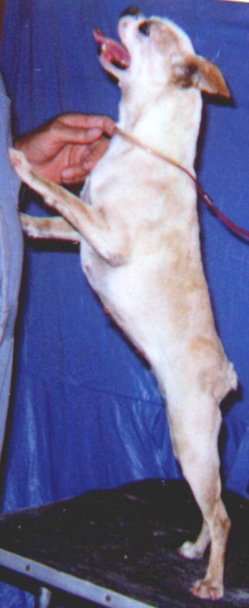 VAN'S LITTLE MISS BABYDOLL