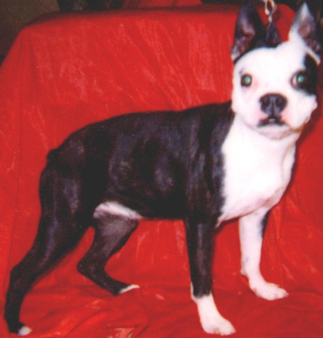 Rosiejanes a purebred boston terrier in training for her deaf master