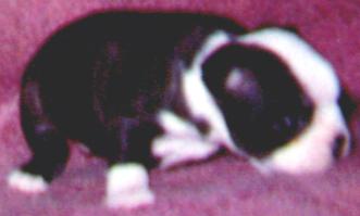 4 WEEK OLD BOSTON TERRIER FEMALE