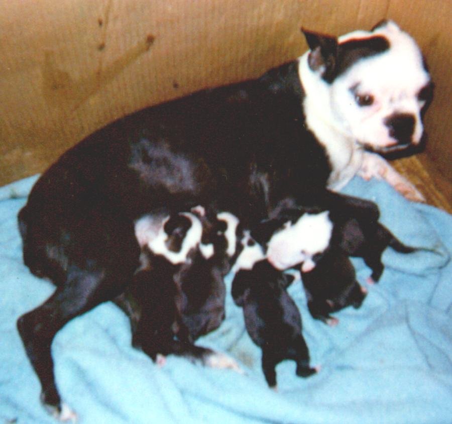 Rosie and her 5 female pups