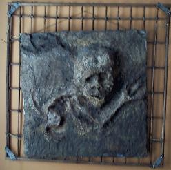 embrio1b.JPG (13580 bytes)