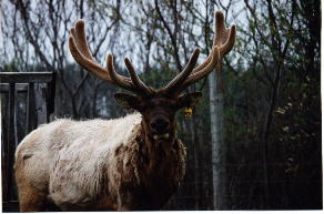 HEAVYV2.JPG (16400 bytes)