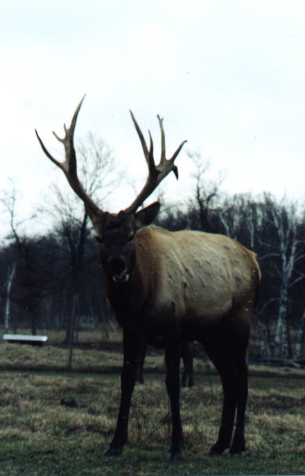 MIDAS2.JPG (34928 bytes)