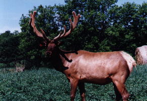 ODEN4.JPG (19221 bytes)