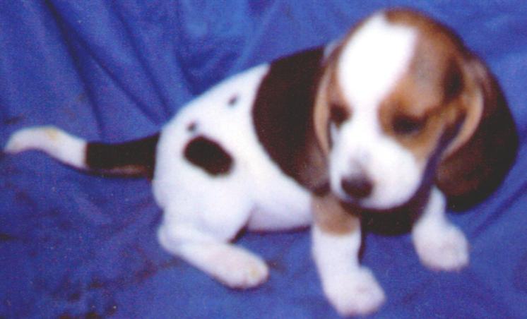 BEAGLE PUP