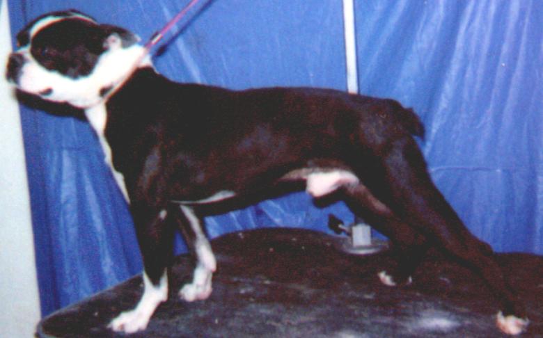 BOSTON TERRIER MALE