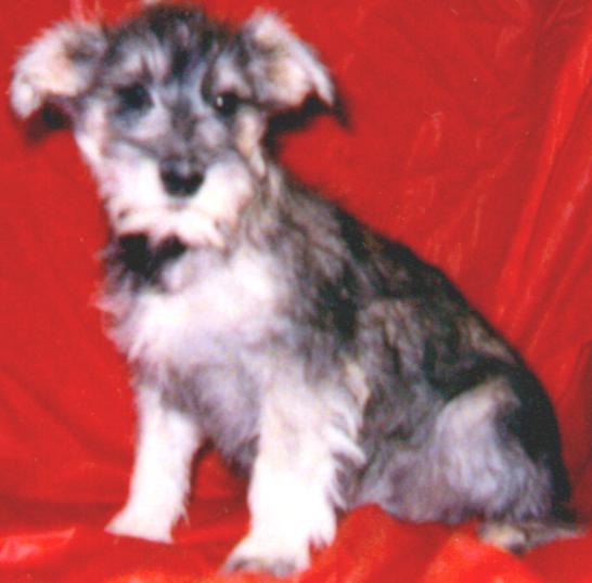 Female Salt and Pepper Miniature Schnauzer