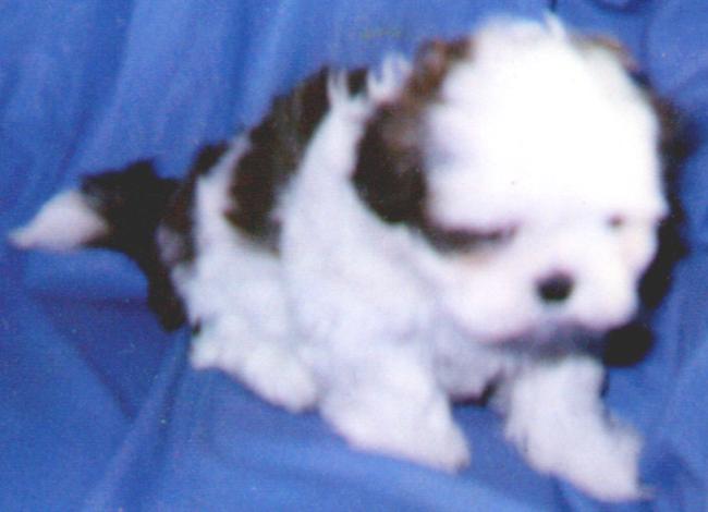 SHIH TZU PUPPY
