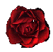 blackroseblank.gif (3956 bytes)