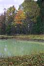pond1sm.JPG (3541 bytes)