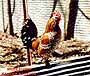 roostersm.JPG (4368 bytes)