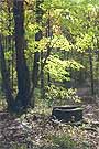woods3sm.JPG (6337 bytes)