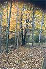 woods7sm.JPG (6496 bytes)
