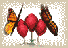 butterflies