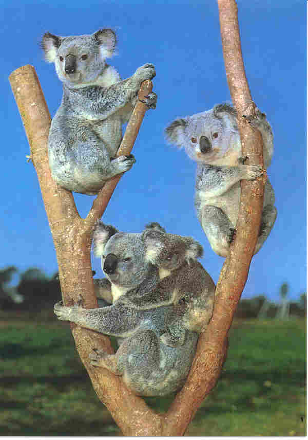 koalafamil.jpg (29047 bytes)